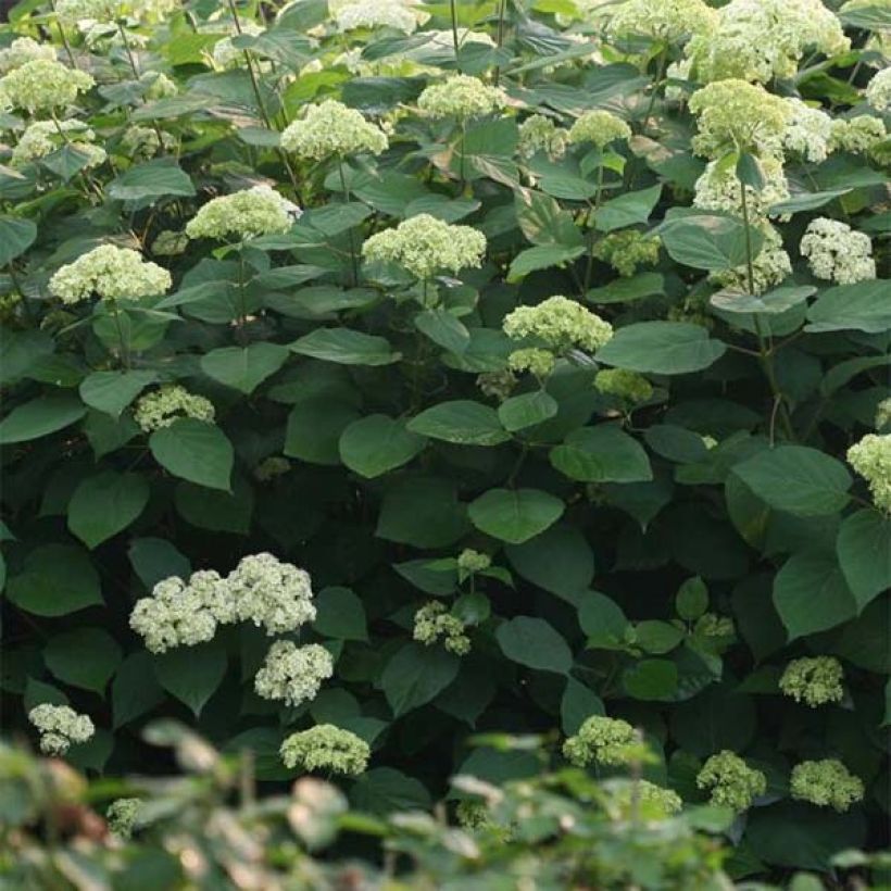 Hydrangea arborescens Lime Rickey (Foliage)