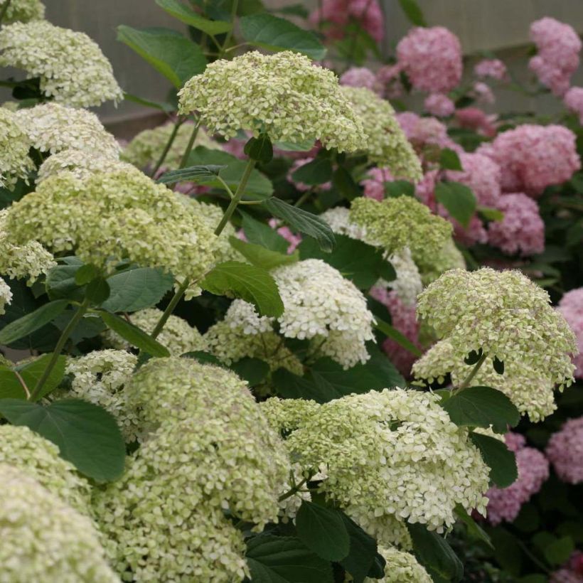 Hydrangea arborescens Lime Rickey (Flowering)