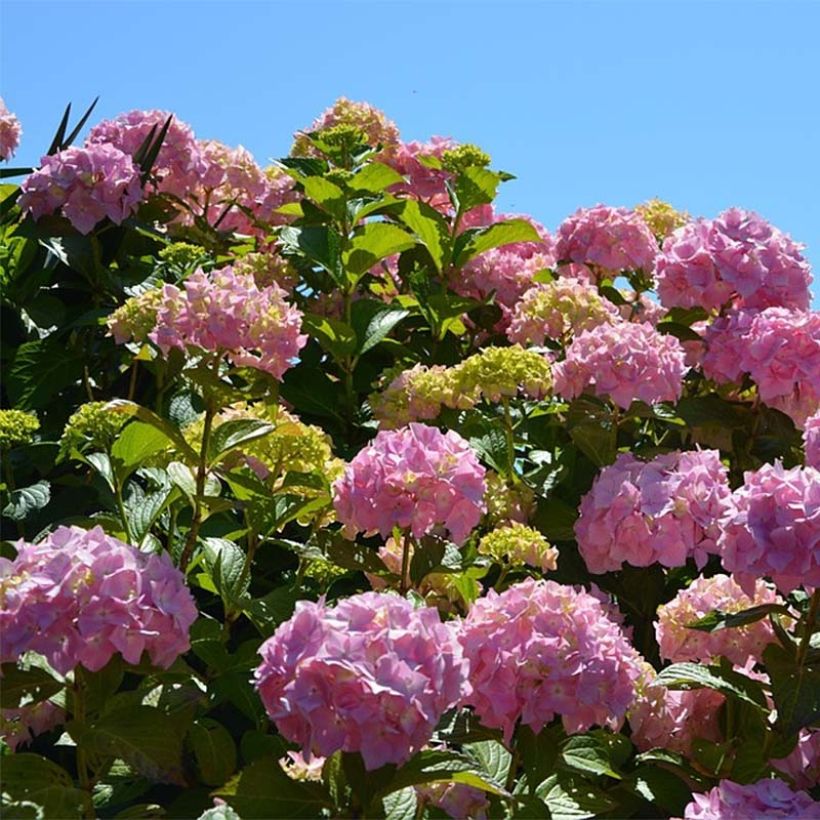 Hydrangea macrophylla Bouquet Rose (Flowering)