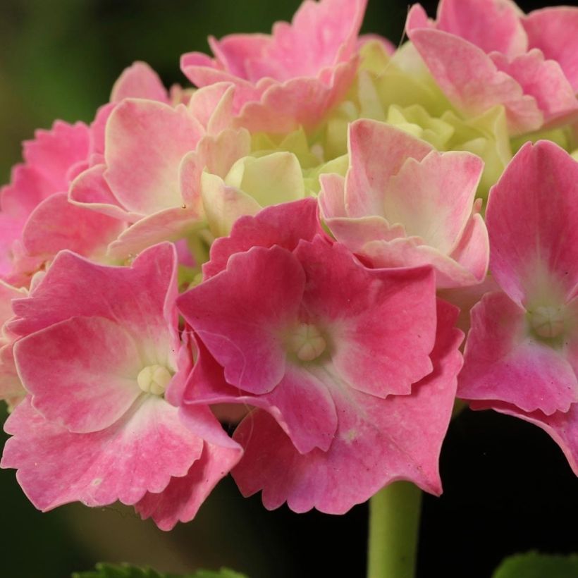 Hydrangea macrophylla Gertrud Glahn (Flowering)