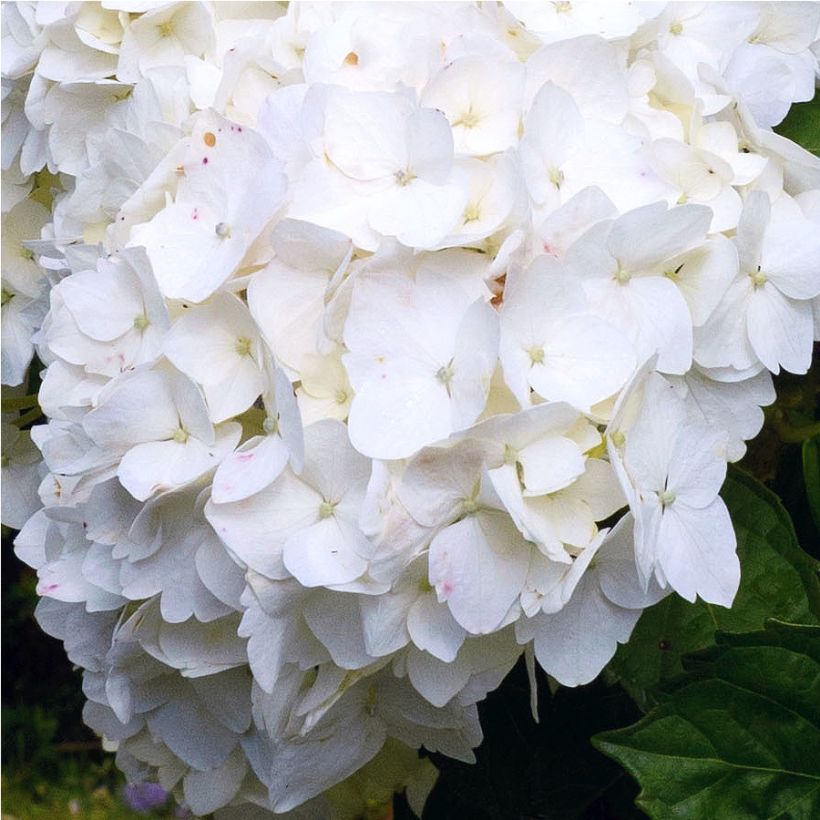 Hydrangea macrophylla Immaculata (Flowering)