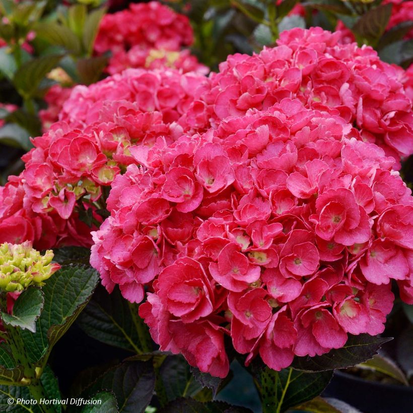 Hydrangea macrophylla Julisa (Flowering)