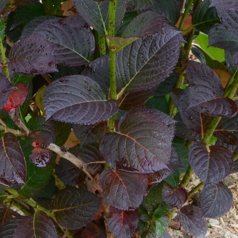 Hydrangea macrophylla Julisa (Foliage)