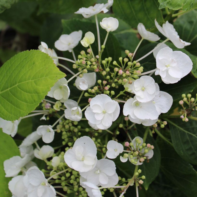 Hydrangea macrophylla Libelle (Flowering)