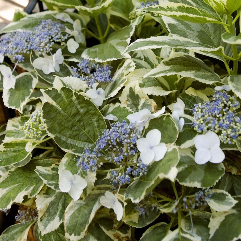 Hydrangea macrophylla LightoDay (Foliage)