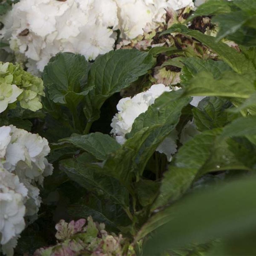 Hydrangea macrophylla Magical Jade (Foliage)