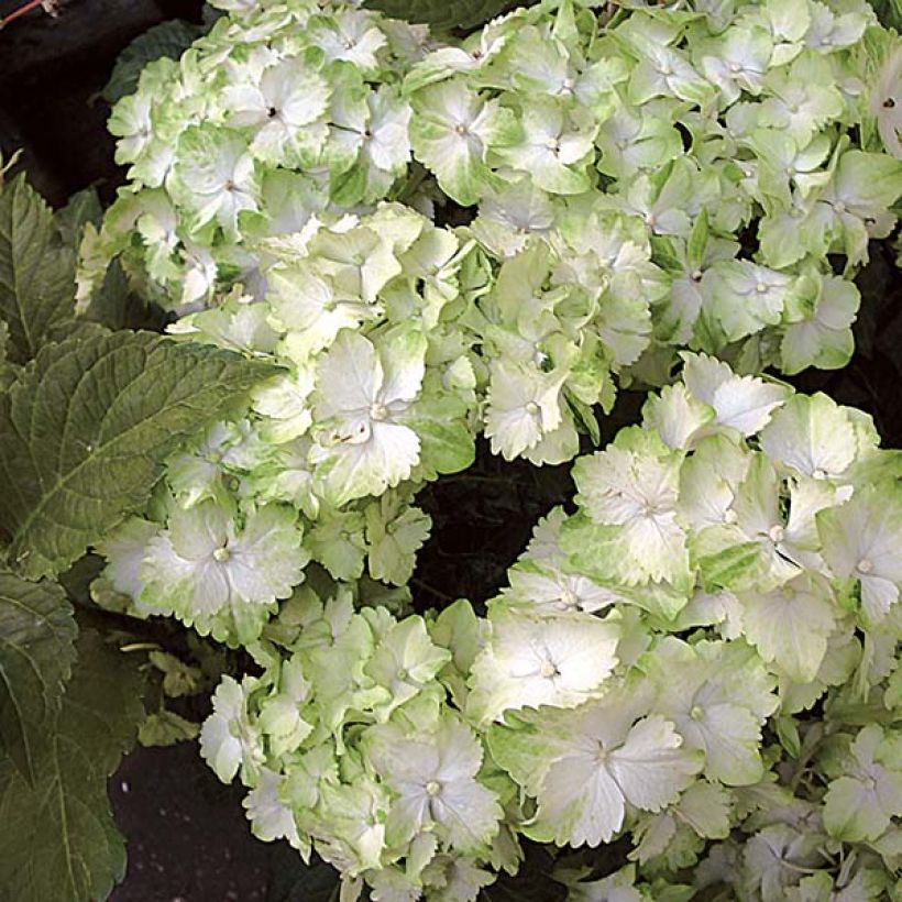 Hydrangea macrophylla Magical Jade (Flowering)