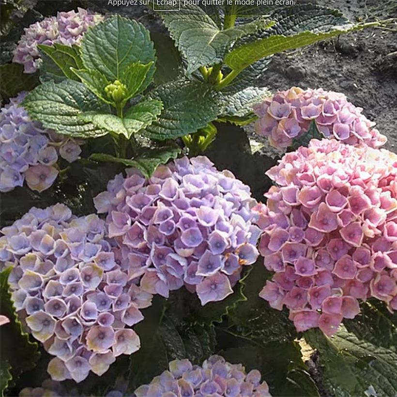 Hydrangea macrophylla Magical Revolution Blue (Flowering)