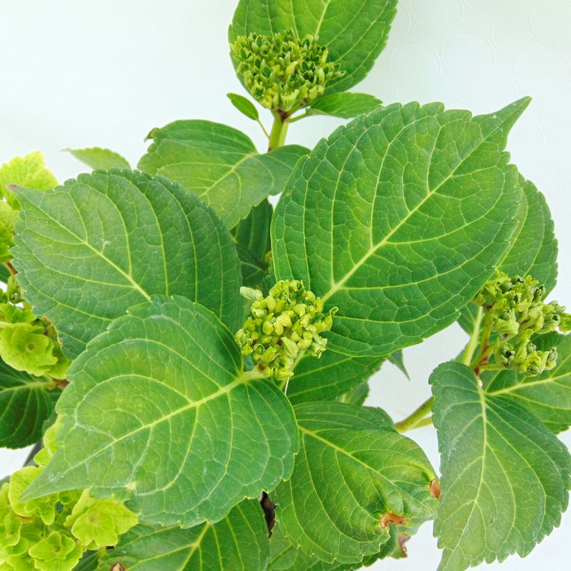 Hydrangea macrophylla Magical Revolution Pink (Foliage)