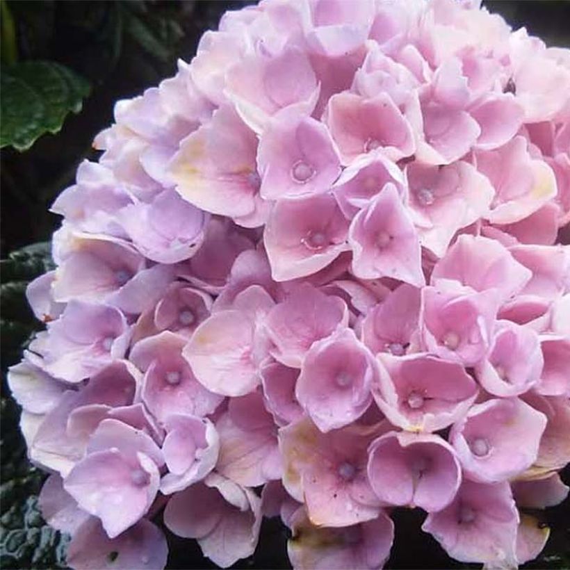 Hydrangea macrophylla Magical Revolution Pink (Flowering)