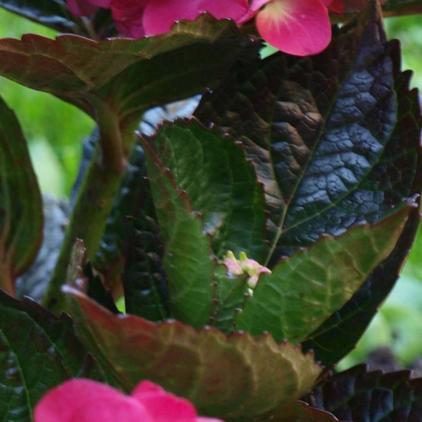 Hydrangea macrophylla Merveille Sanguine (Foliage)