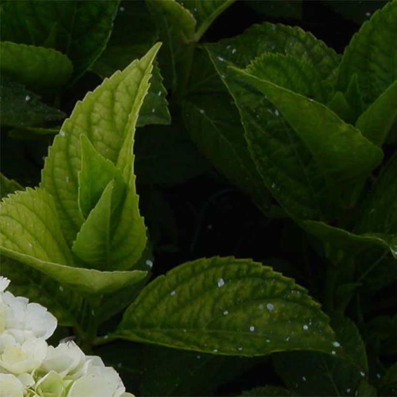 Hydrangea macrophylla Mme Emile Mouillière (Foliage)