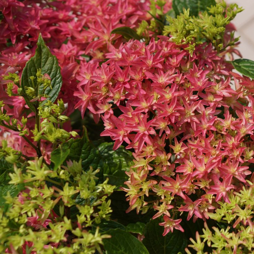 Hydrangea macrophylla Princess Diana (Flowering)