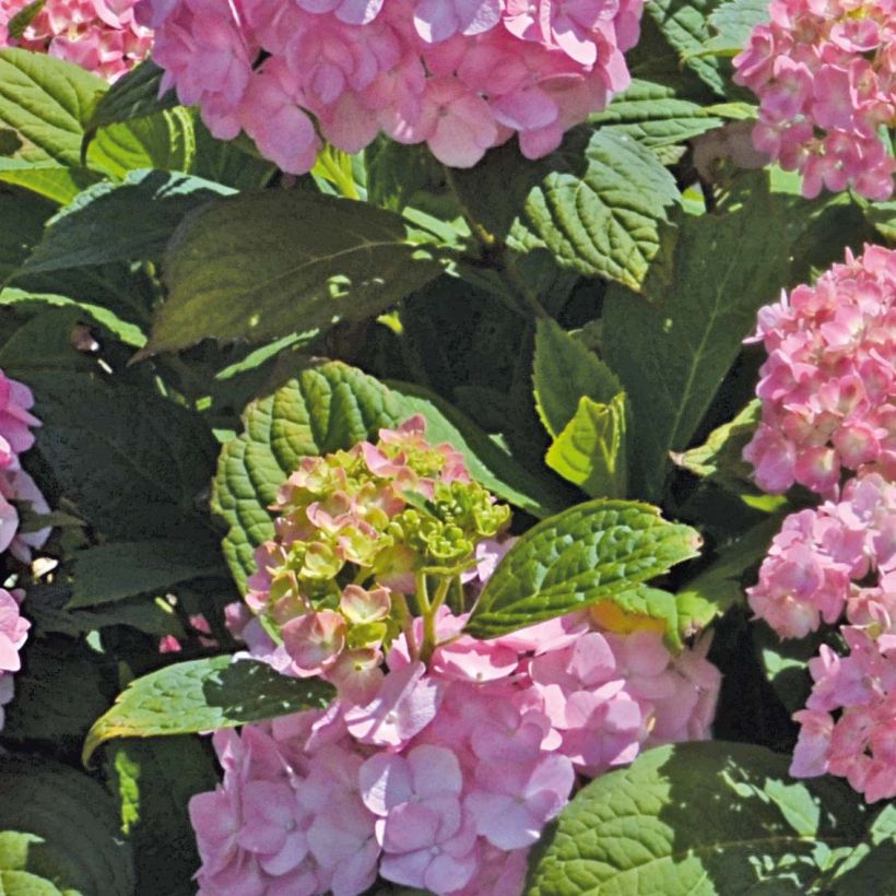 Hydrangea macrophylla So Long Rosy (Foliage)