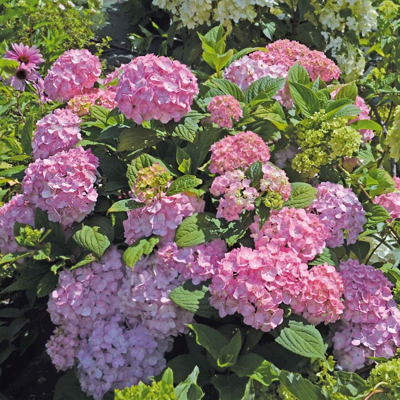 Hydrangea macrophylla So Long Rosy (Plant habit)