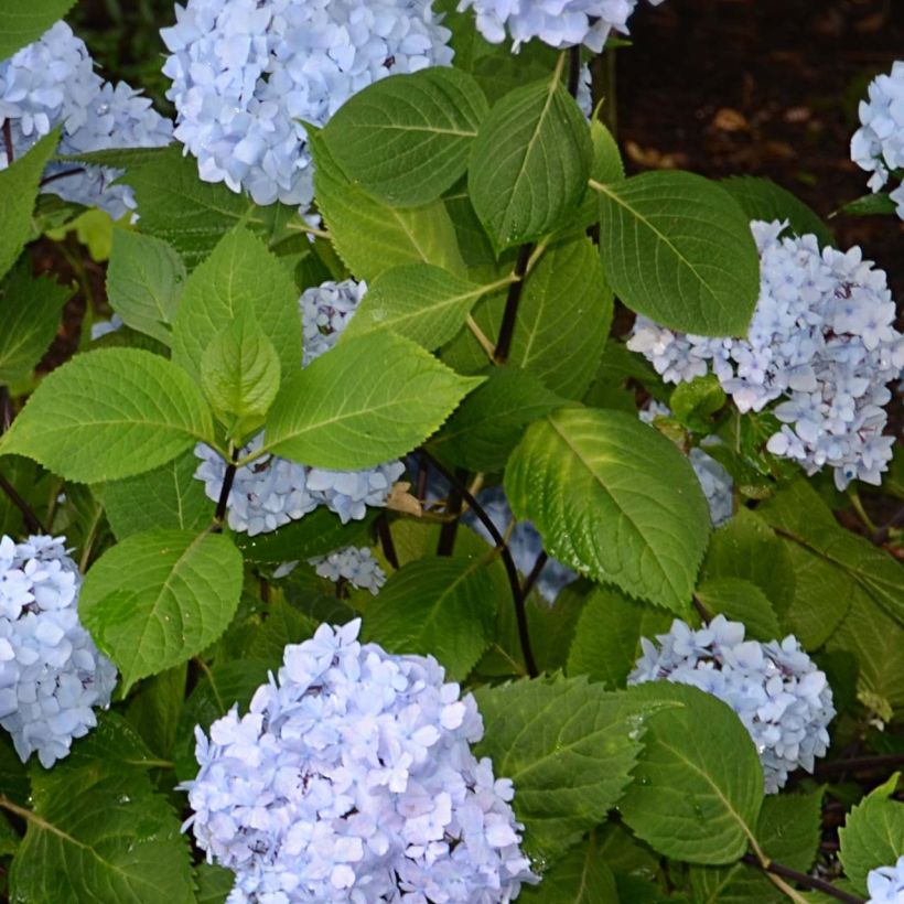 Hydrangea macrophylla So Long Ebony (Foliage)