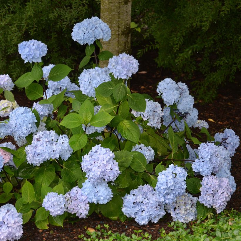 Hydrangea macrophylla So Long Ebony (Plant habit)