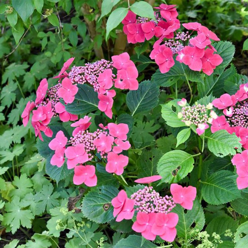 Hydrangea macrophylla Teller Red (Plant habit)