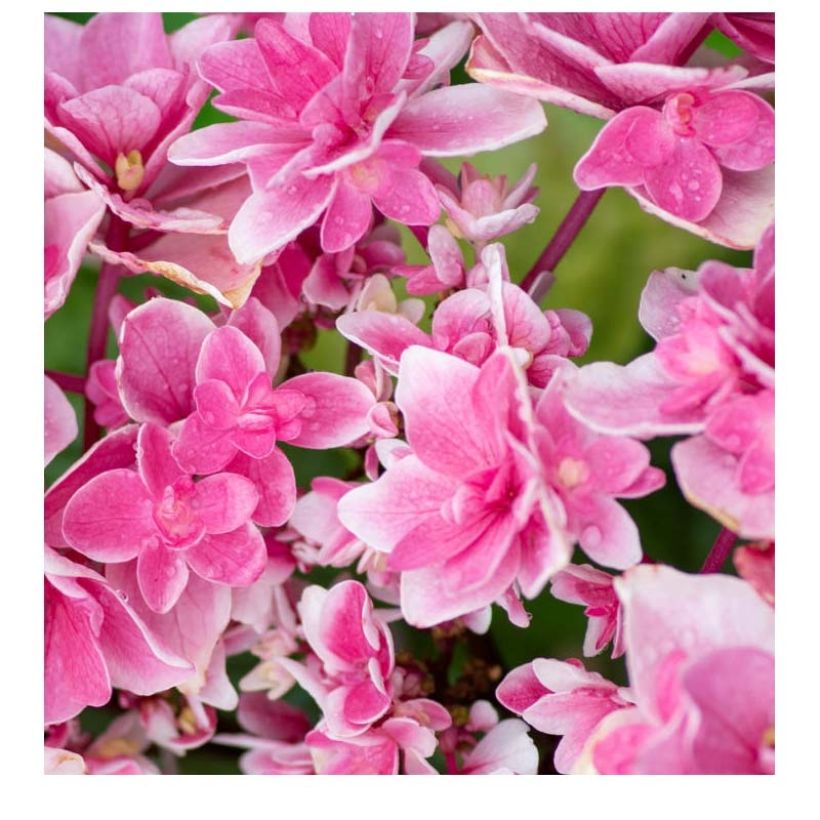 Hydrangea macrophylla Tinkerbell (Flowering)