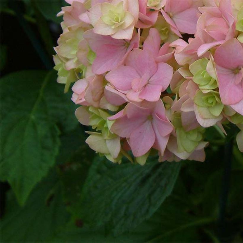 Hydrangea macrophylla You and Me Together (Foliage)