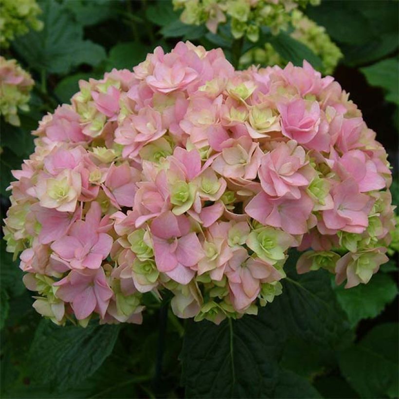 Hydrangea macrophylla You and Me Together (Flowering)
