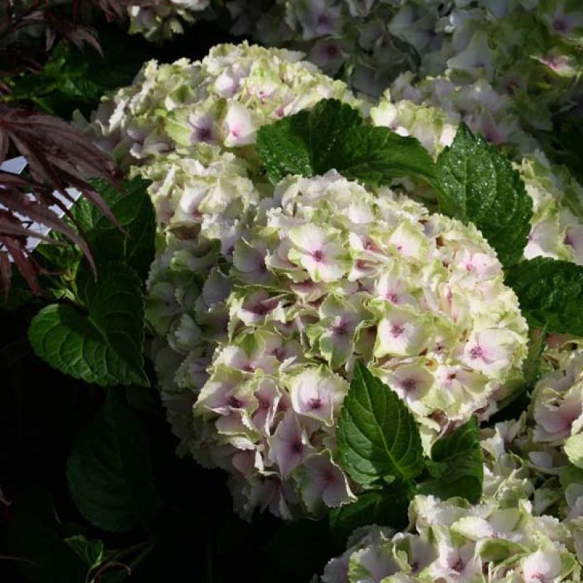 Hydrangea macrophylla Magical Summer Green (Flowering)