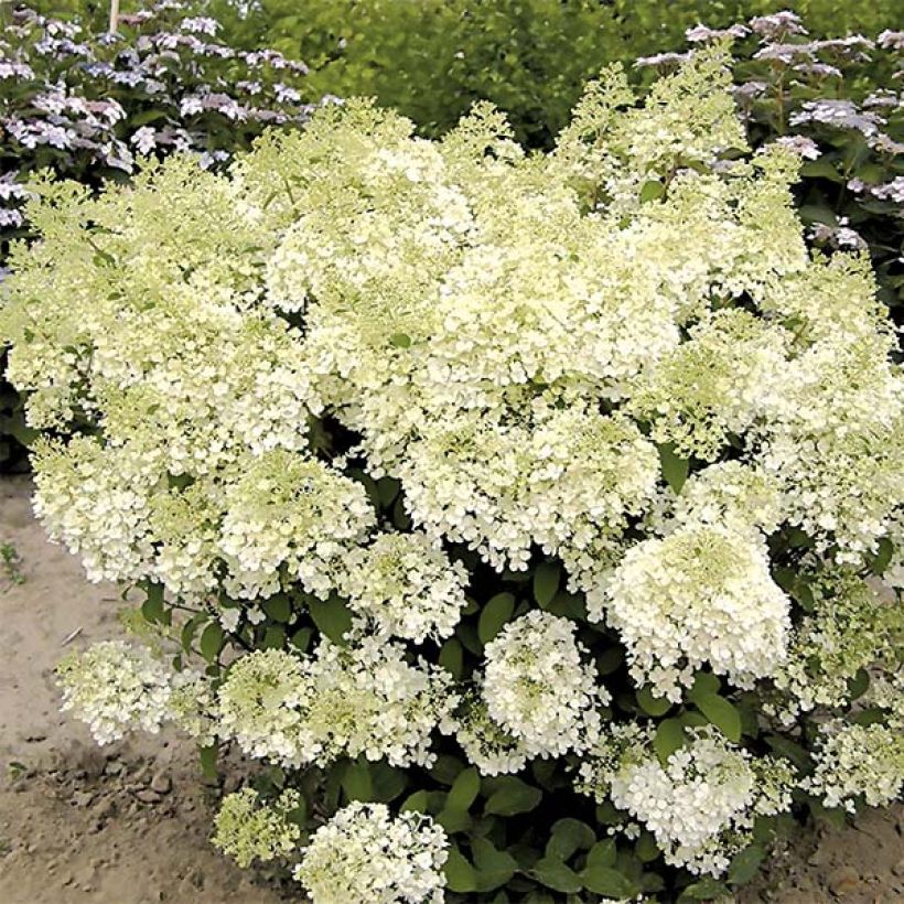 Hydrangea paniculata Bobo (Plant habit)