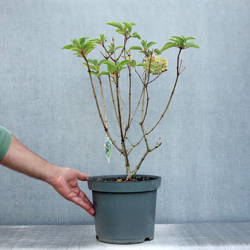 Hydrangea paniculata Bobo 7.5L/10L pot sample as delivered in summer