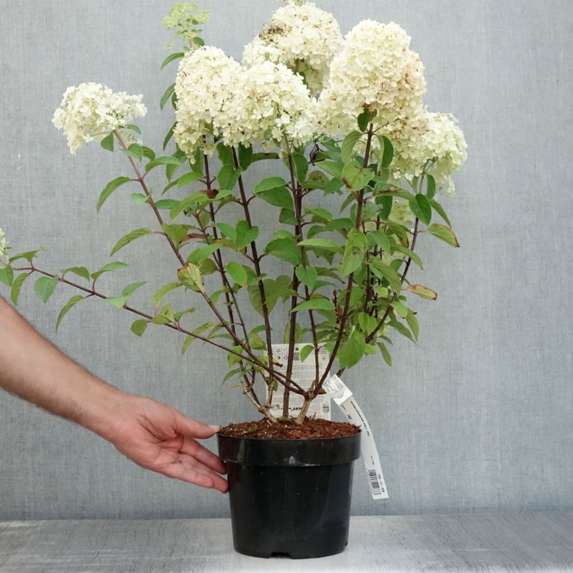 Hydrangea paniculata Bobo 3L/4L pot sample as delivered in summer
