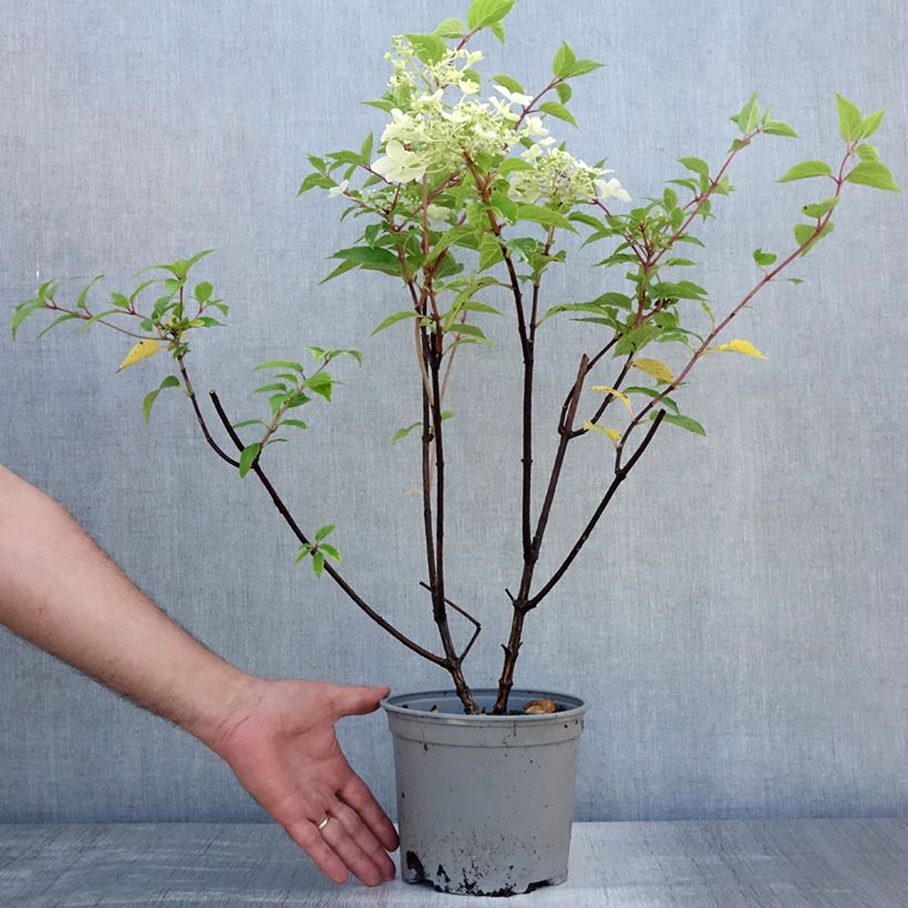 Hydrangea paniculata Dentelle De Gorron 3L/4L pot sample as delivered in summer
