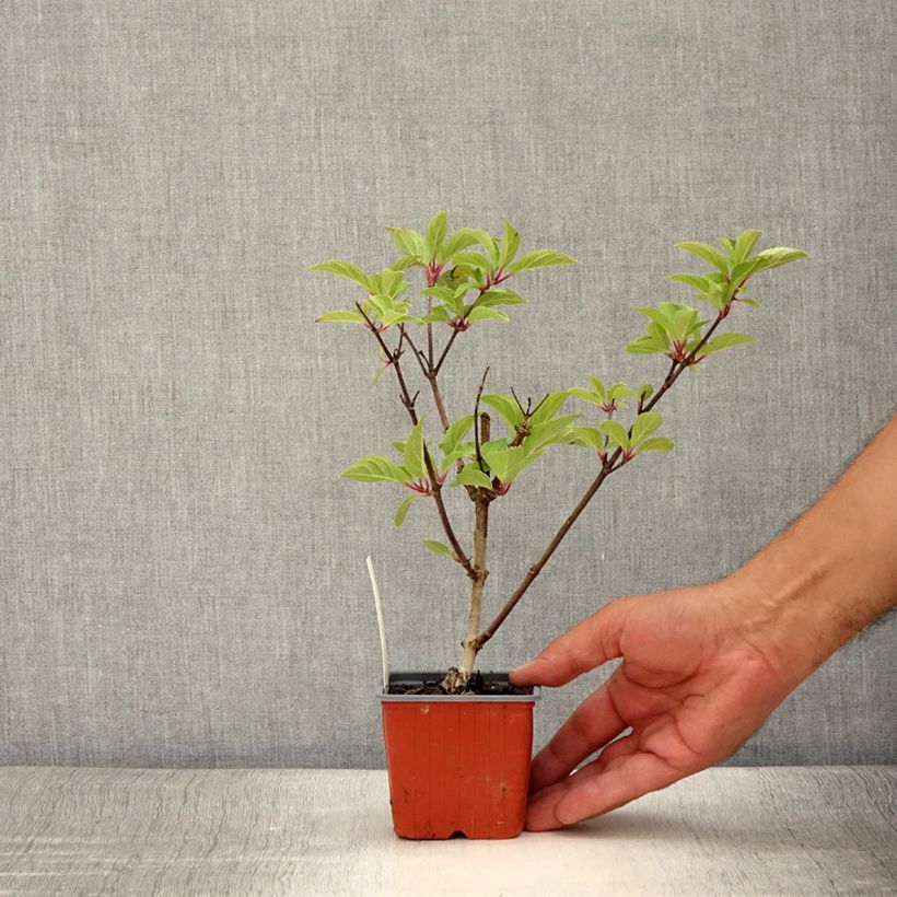 Hydrangea paniculata Dharuma 8/9 cm pot sample as delivered in summer