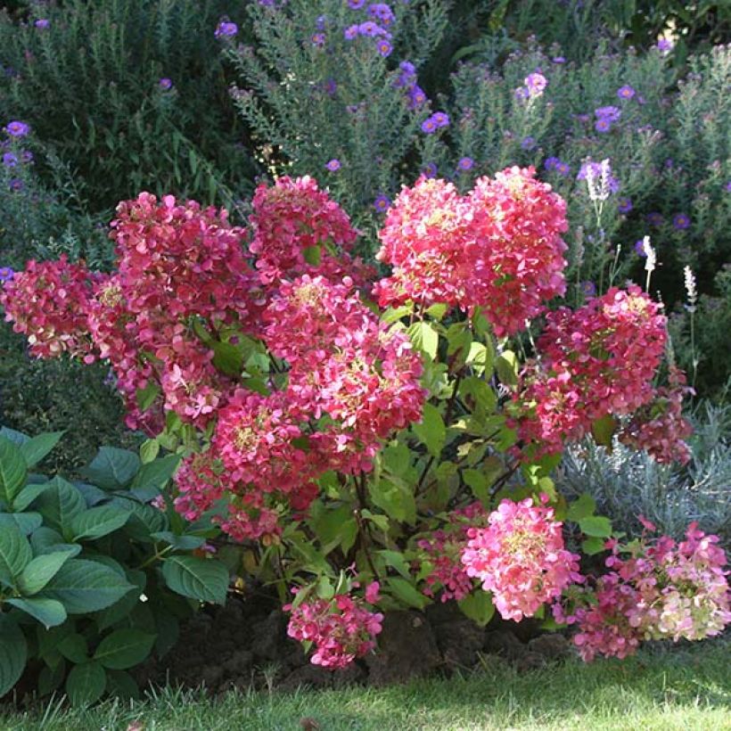 Hydrangea paniculata Diamant Rouge (Plant habit)