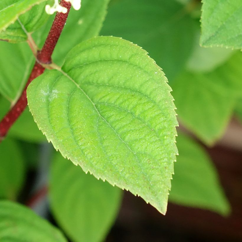 Hydrangea paniculata Fire Light (Foliage)