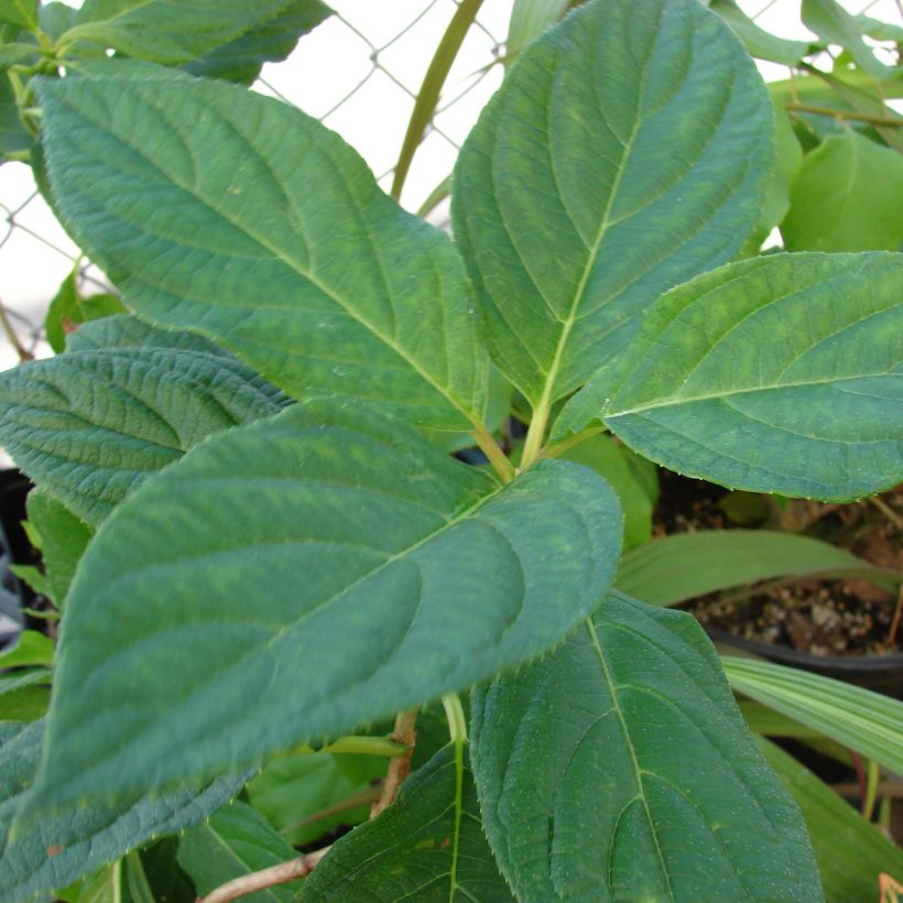 Hydrangea paniculata Great Star Le Vasterival (Foliage)