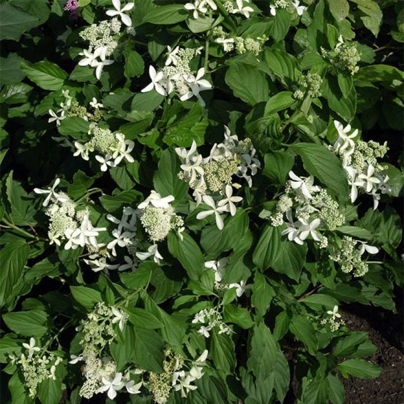 Hydrangea paniculata Great Star Le Vasterival (Plant habit)