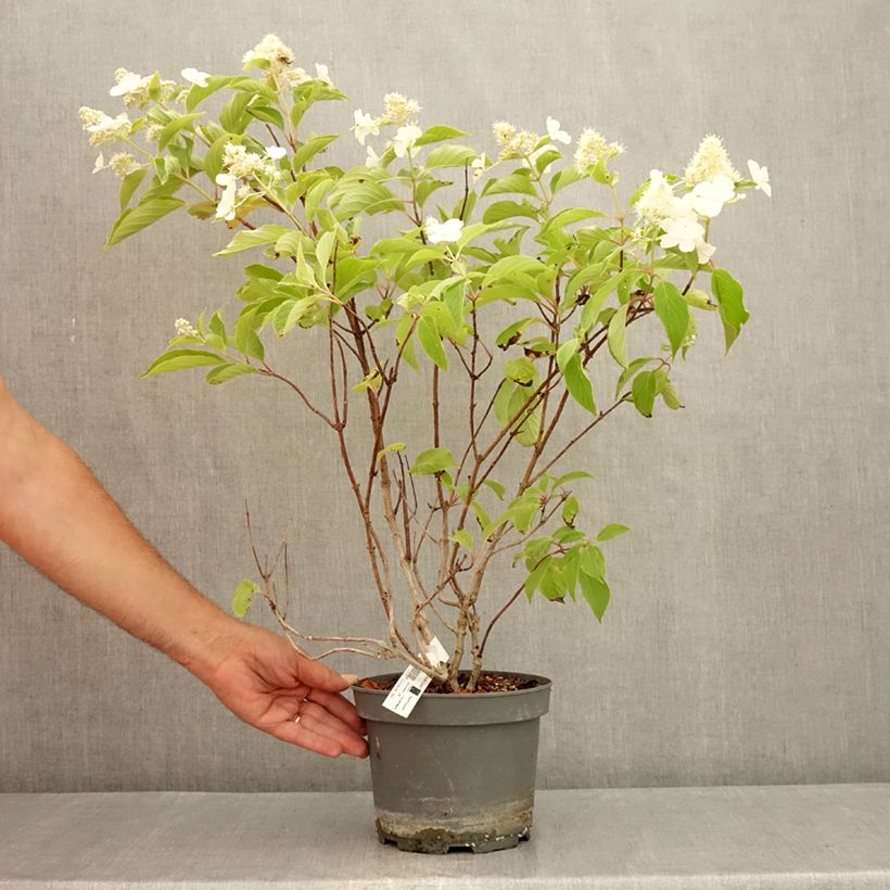 Hydrangea paniculata Levana 3L/4L pot sample as delivered in summer