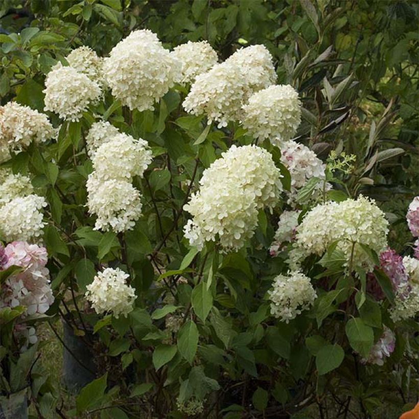 Hydrangea paniculata Limelight (Flowering)