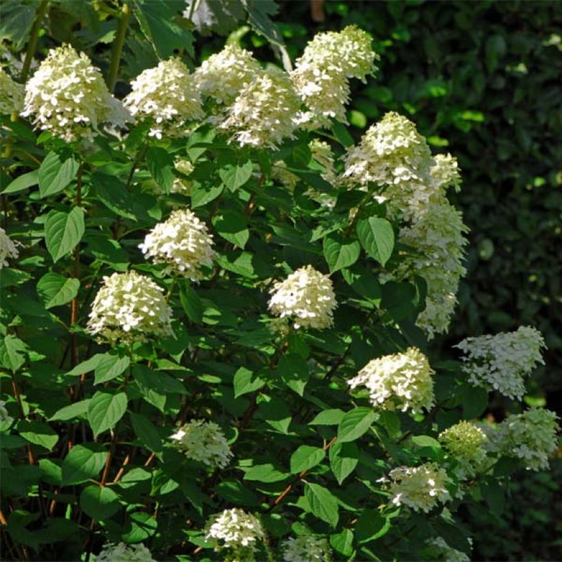 Hydrangea paniculata Limelight (Plant habit)
