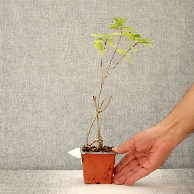 Hydrangea paniculata Limelight 8/9 cm pot sample as delivered in summer