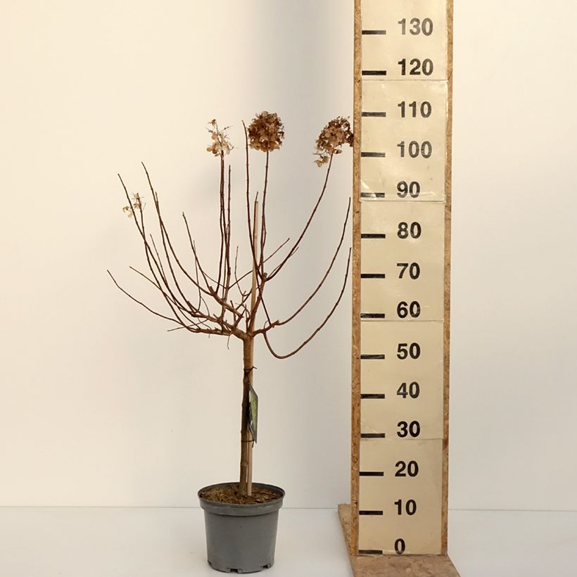 Hydrangea paniculata Limelight 3L/4L pot sample as delivered in winter