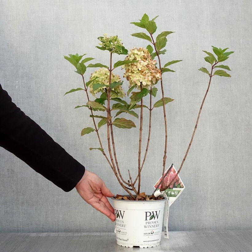 Hydrangea paniculata Limelight Prime Proven Winners - Panicle Hydrangea 3L/4L pot sample as delivered in autumn