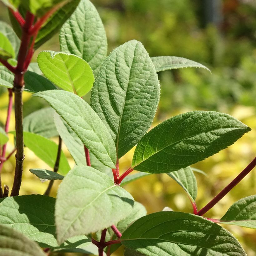 Hydrangea paniculata Magical Fire (Foliage)