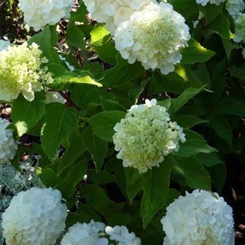 Hydrangea paniculata Magical Mont Blanc (Foliage)