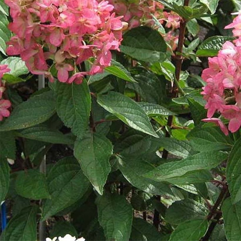 Hydrangea paniculata Magical Vesuvio (Foliage)