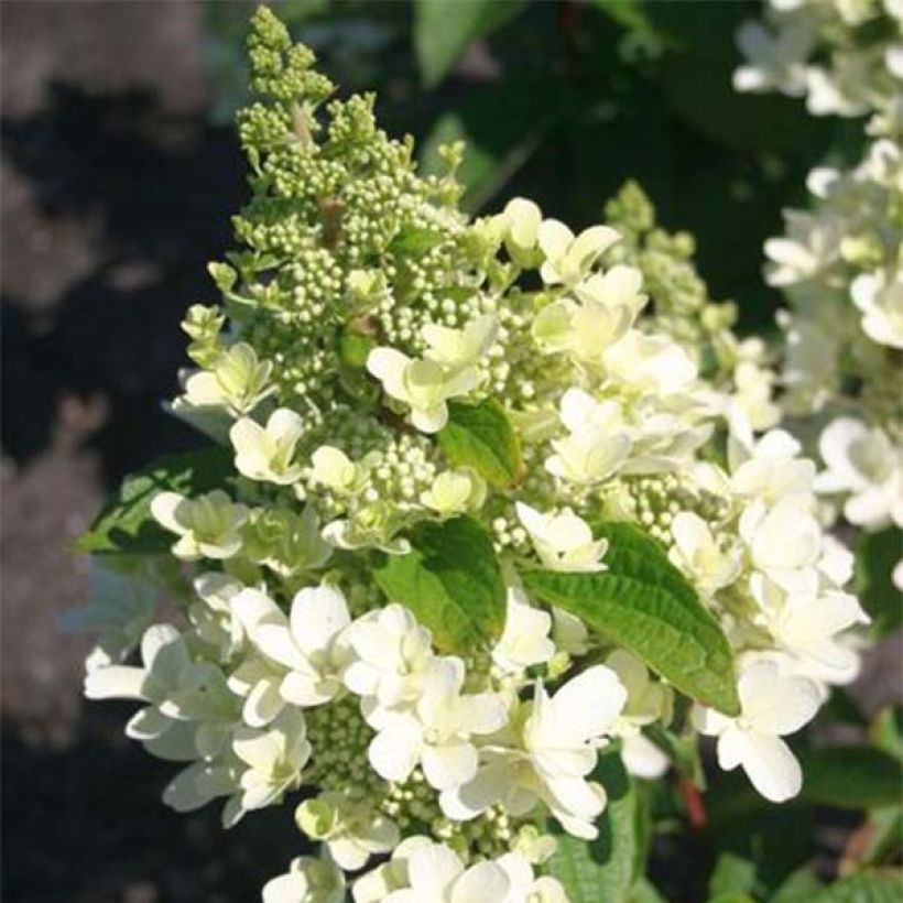 Hydrangea paniculata Magical Vesuvio (Flowering)