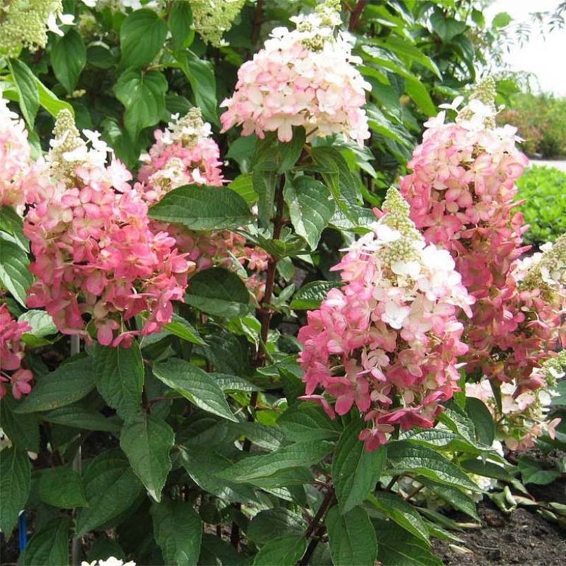 Hydrangea paniculata Magical Vesuvio (Plant habit)