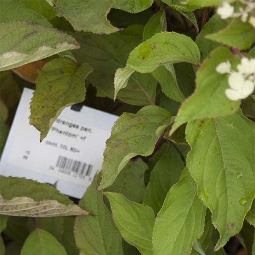 Hydrangea paniculata Phantom - Panicle Hydrangea (Foliage)