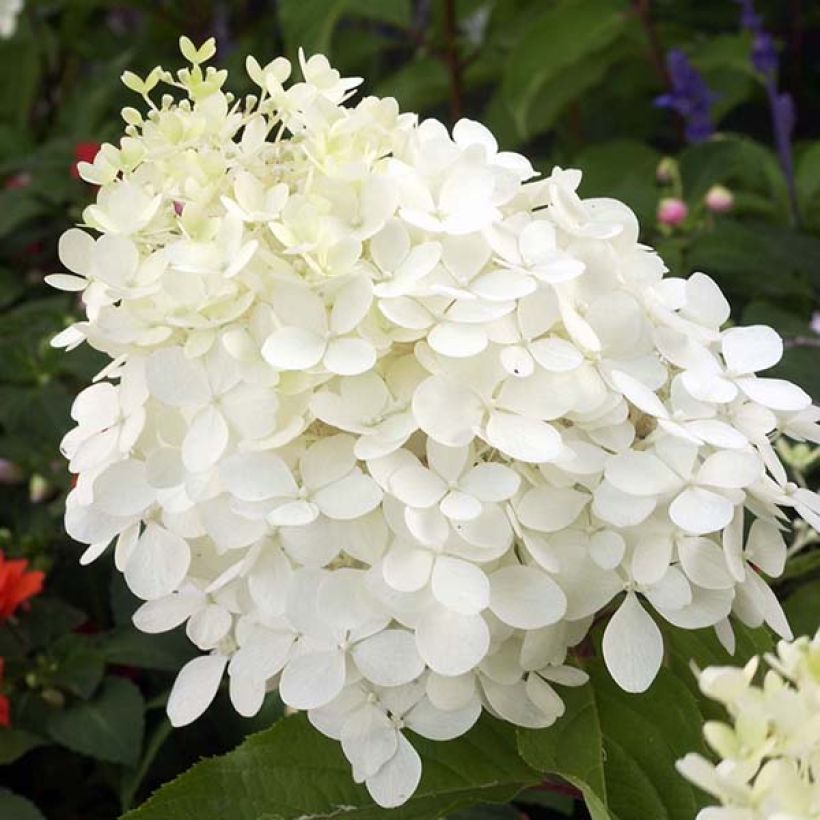 Hydrangea paniculata Phantom - Panicle Hydrangea (Flowering)