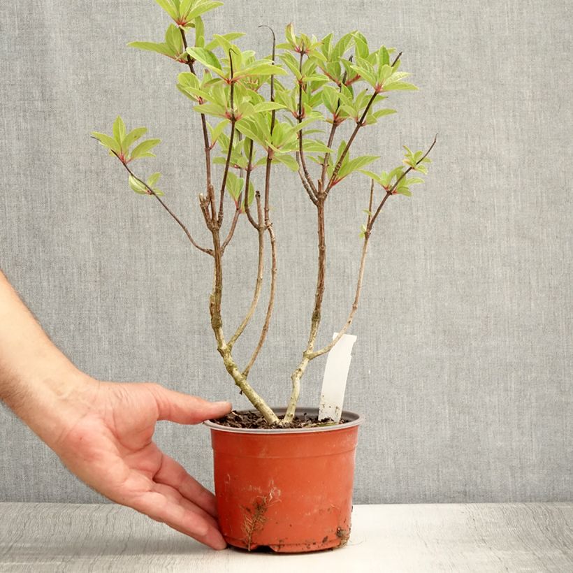 Hydrangea paniculata Pinky Winky 8/9 cm pot sample as delivered in summer