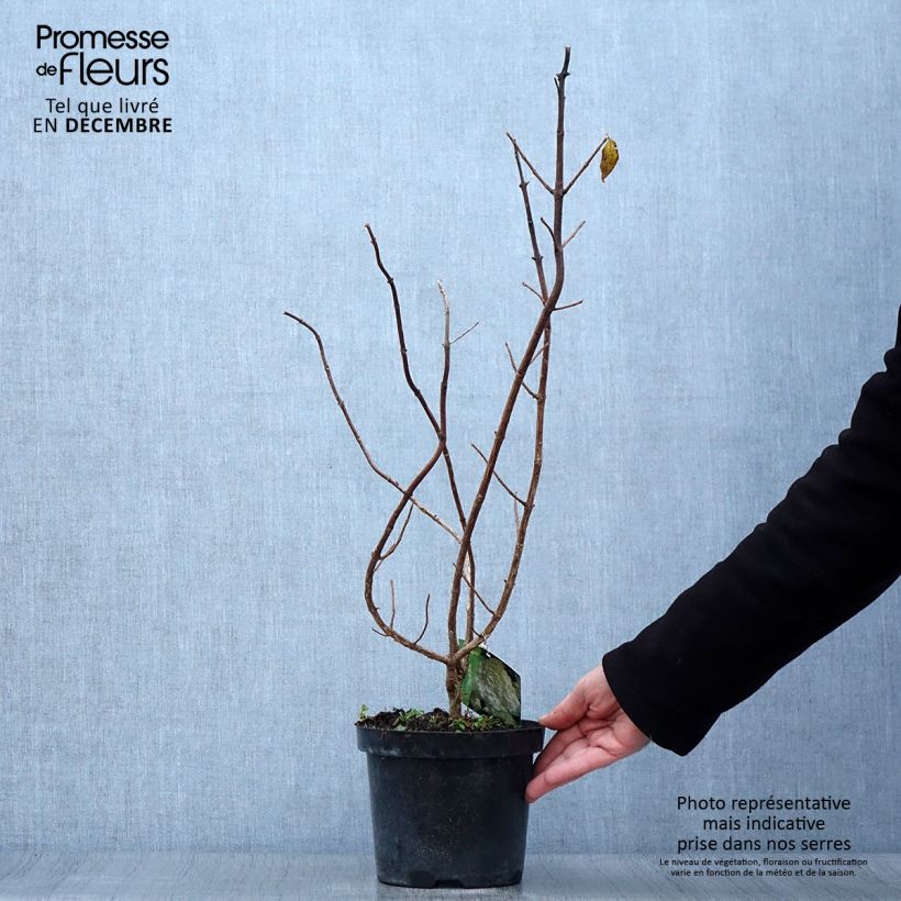 Hydrangea paniculata Polar Bear 2L/3L pot sample as delivered in autumn